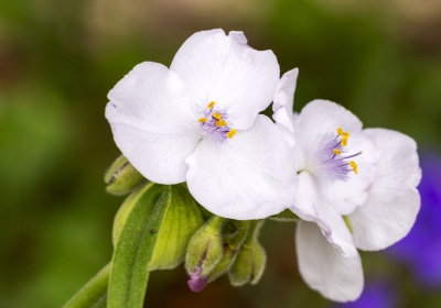 White Spiderwort March 2025